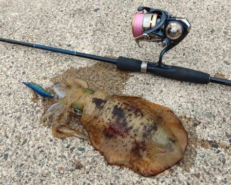 越前デイエギング